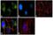 mATG9 antibody, PA1-16993, Invitrogen Antibodies, Immunofluorescence image 