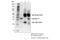 Syntaxin 17 antibody, 31261S, Cell Signaling Technology, Immunoprecipitation image 