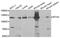 Integrator Complex Subunit 4 antibody, A6339, ABclonal Technology, Western Blot image 