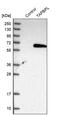 TAP Binding Protein Like antibody, PA5-58833, Invitrogen Antibodies, Western Blot image 