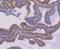 Nuclear Factor Kappa B Subunit 1 antibody, NBP2-67356, Novus Biologicals, Immunohistochemistry paraffin image 