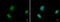 Minichromosome Maintenance Complex Component 6 antibody, GTX129216, GeneTex, Immunocytochemistry image 