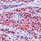 Calbindin 2 antibody, LS-C87889, Lifespan Biosciences, Immunohistochemistry frozen image 