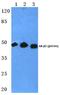 Adrenoceptor Beta 2 antibody, A00072S346, Boster Biological Technology, Western Blot image 