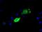 MCL1 Apoptosis Regulator, BCL2 Family Member antibody, GTX84132, GeneTex, Immunofluorescence image 