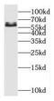 Odd-Skipped Related Transcription Factor 1 antibody, FNab06029, FineTest, Western Blot image 