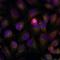 Nuclear Factor Kappa B Subunit 1 antibody, NB100-82074, Novus Biologicals, Immunofluorescence image 
