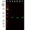 Fibrillarin antibody, NB300-269, Novus Biologicals, Western Blot image 