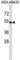 Tubulin alpha-3C/D chain antibody, abx027452, Abbexa, Western Blot image 