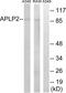 Amyloid Beta Precursor Like Protein 2 antibody, abx014184, Abbexa, Western Blot image 