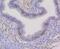 Chromobox 5 antibody, NBP2-67349, Novus Biologicals, Immunohistochemistry paraffin image 