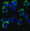 Autophagy Related 5 antibody, 4441, ProSci, Immunofluorescence image 