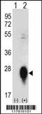 C-Type Lectin Domain Family 3 Member B antibody, MBS9214161, MyBioSource, Western Blot image 