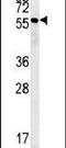 RAB11 Family Interacting Protein 2 antibody, PA5-25389, Invitrogen Antibodies, Western Blot image 