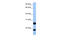 Arginine And Serine Rich Protein 1 antibody, 26-304, ProSci, Western Blot image 