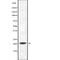 Programmed Cell Death 6 antibody, abx217671, Abbexa, Western Blot image 