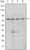 PR/SET Domain 1 antibody, GTX83001, GeneTex, Western Blot image 