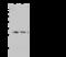 Apolipoprotein O Like antibody, 102808-T32, Sino Biological, Western Blot image 