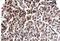 Calcineurin A antibody, NBP1-33041, Novus Biologicals, Immunohistochemistry paraffin image 