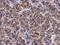 Spermatogenesis-associated protein 4 antibody, GTX123559, GeneTex, Immunohistochemistry paraffin image 