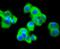Matrix Metallopeptidase 11 antibody, A04490, Boster Biological Technology, Immunocytochemistry image 