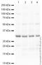 Tyrosine 3-Monooxygenase/Tryptophan 5-Monooxygenase Activation Protein Epsilon antibody, ab40117, Abcam, Western Blot image 