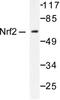 Nuclear Factor, Erythroid 2 Like 2 antibody, LS-C176146, Lifespan Biosciences, Western Blot image 