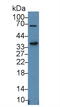 Signaling Lymphocytic Activation Molecule Family Member 1 antibody, MBS2013699, MyBioSource, Western Blot image 