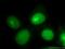 Cyclin Dependent Kinase Inhibitor 1B antibody, 26714-1-AP, Proteintech Group, Immunofluorescence image 