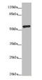 ADP Dependent Glucokinase antibody, LS-C675363, Lifespan Biosciences, Western Blot image 