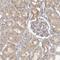 Myosin Phosphatase Rho Interacting Protein antibody, NBP1-81036, Novus Biologicals, Immunohistochemistry frozen image 