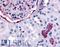 Erb-B2 Receptor Tyrosine Kinase 4 antibody, LS-A3451, Lifespan Biosciences, Immunohistochemistry frozen image 