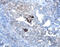 Wnt Family Member 7A antibody, AF3008, R&D Systems, Immunohistochemistry frozen image 