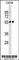 Immunoglobulin Heavy Constant Delta antibody, F53712-0.1ML, NSJ Bioreagents, Western Blot image 