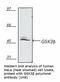 Glycogen Synthase Kinase 3 Beta antibody, LS-B3691, Lifespan Biosciences, Western Blot image 