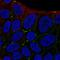 Myelin Protein Zero Like 2 antibody, PA5-63891, Invitrogen Antibodies, Immunofluorescence image 