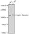 OB receptor antibody, GTX32703, GeneTex, Western Blot image 