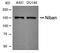 Niban Apoptosis Regulator 1 antibody, orb14703, Biorbyt, Western Blot image 