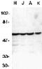 Caspase 10 antibody, GTX22012, GeneTex, Western Blot image 