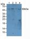 Mucosal Vascular Addressin Cell Adhesion Molecule 1 antibody, MBS2001654, MyBioSource, Western Blot image 