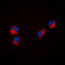 Paxillin antibody, LS-C358273, Lifespan Biosciences, Immunofluorescence image 