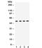 Gap Junction Protein Alpha 3 antibody, R32368, NSJ Bioreagents, Western Blot image 