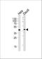 Upstream Transcription Factor 1 antibody, M02500, Boster Biological Technology, Western Blot image 