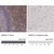 GRB2 Related Adaptor Protein 2 antibody, NBP1-83399, Novus Biologicals, Immunohistochemistry paraffin image 