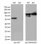 Glucose-6-Phosphate Isomerase antibody, GTX84417, GeneTex, Western Blot image 