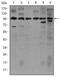 iNOS antibody, MA5-17139, Invitrogen Antibodies, Western Blot image 