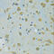 Signal Recognition Particle 19 antibody, 22-461, ProSci, Immunohistochemistry frozen image 