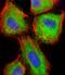 Actin Related Protein 2/3 Complex Subunit 5 antibody, M02096-1, Boster Biological Technology, Immunofluorescence image 