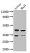 Betaine--Homocysteine S-Methyltransferase 2 antibody, CSB-PA11829A0Rb, Cusabio, Western Blot image 