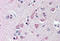 Fem-1 Homolog B antibody, MBS240353, MyBioSource, Immunohistochemistry frozen image 